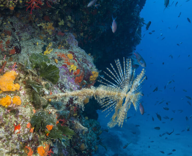 Explorations - Lecques Aquanaut