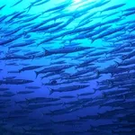 © Exploration -  Lecques aquanaut - Lecques aquanaut