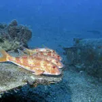 © Exploration -  Lecques aquanaut - Lecques aquanaut