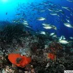 © Discovery: First dive - Lecques Aquanaut - Lecques aquanaut