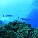 © Discovery: First dive - Lecques Aquanaut - Lecques aquanaut