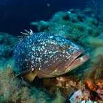 © Discovery: First dive - Lecques Aquanaut - Lecques aquanaut