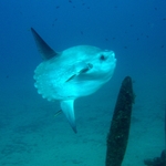 © Découverte -  Lecques aquanaut - Lecques aquanaut