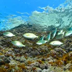 © Discovery: First dive - Lecques Aquanaut - Lecques aquanaut