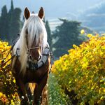 © Domaine Famille Deprad - Rémi Deprad