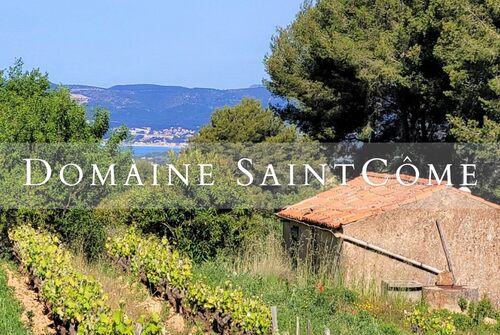 Domaine Saint Côme