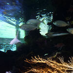 © Le petit Aquarium de la Madrague - Office de tourisme de Saint-Cyr-sur-Mer / Joan Costeja
