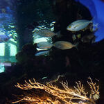 © Le petit Aquarium de la Madrague - Office de tourisme de Saint-Cyr-sur-Mer / Joan Costeja