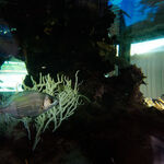 © Le petit Aquarium de la Madrague - Office de tourisme de Saint-Cyr-sur-Mer / Joan Costeja