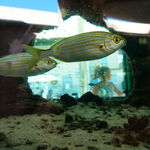 © Le petit Aquarium de la Madrague - Office de tourisme de Saint-Cyr-sur-Mer / Joan Costeja