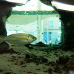 © Le petit Aquarium de la Madrague - Office de tourisme de Saint-Cyr-sur-Mer / Joan Costeja