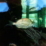 © Le petit Aquarium de la Madrague - Office de tourisme de Saint-Cyr-sur-Mer / Joan Costeja