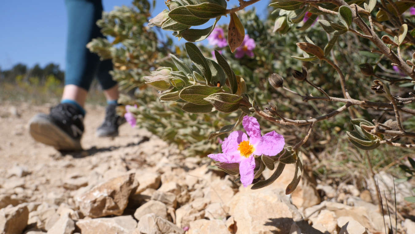 © Marche sur le sentier des vignes - Office de tourisme de Saint-Cyr-sur-Mer / Joan Costeja