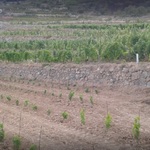 © Domaine des Hautes - LIMP