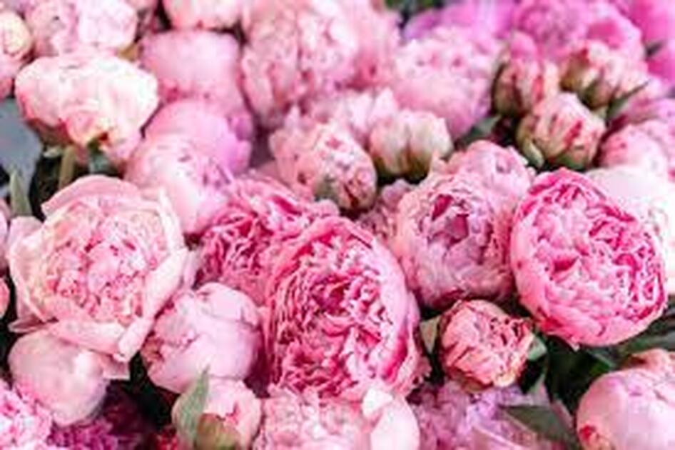 La fête de la Pivoine - Rouge Pivoine