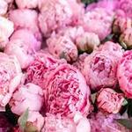 La fête de la Pivoine - Rouge Pivoine