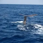 © Excursion to the sea - Maireva