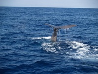 © Whale - Maïreva