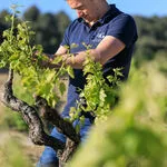 © Les vignobles Gueissard - Les vignobles Gueissard