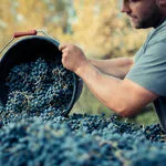 © Les vignobles Gueissard - Les vignobles Gueissard