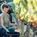 © Les vignobles Gueissard - Les vignobles Gueissard