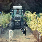 © Les vignobles Gueissard - Les vignobles Gueissard