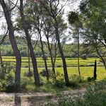 © Vue sur la pinède et le vignoble - Les Pieds Tanqués