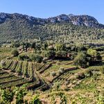 © OenoTour Bandol - Clémence Drack