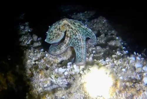 Sortie Nocturne avec Sanary Snorkeling