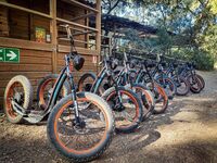 © Trot forest - Le Royaume des arbres