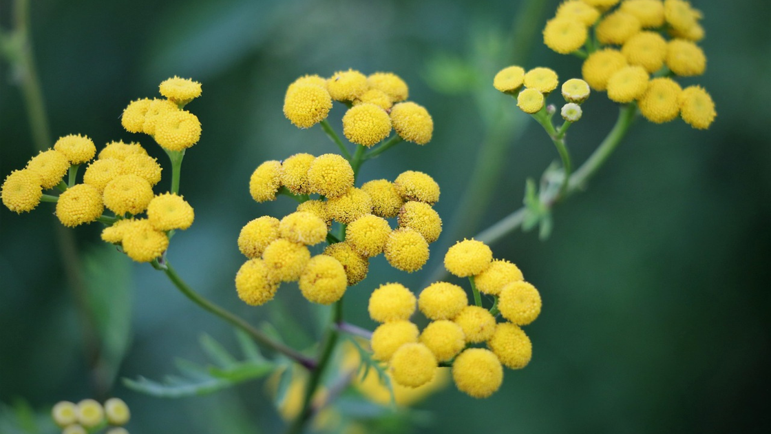 © Immortelle - Image par <a href="https://pixabay.com/fr/users/goranh-3989449/?utm_source=link-attribution&utm_medium=referral&utm_campaign=image&utm_content=4404127">Goran Horvat</a> de <a href="https://pixabay.com/fr//?utm_source=link-attribution&utm_medium=referral&utm_campaign=image&utm_content=4404127">Pixabay</a>
