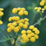 © Immortelle - Image par <a href="https://pixabay.com/fr/users/goranh-3989449/?utm_source=link-attribution&utm_medium=referral&utm_campaign=image&utm_content=4404127">Goran Horvat</a> de <a href="https://pixabay.com/fr//?utm_source=link-attribution&utm_medium=referral&utm_campaign=image&utm_content=4404127">Pixabay</a>