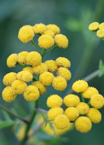 L'immortelle, la fleur d'or du var