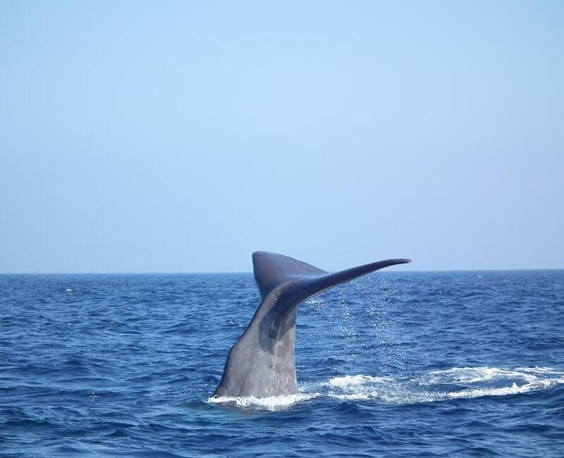 Horizon large : Découverte des dauphins et des baleines au large