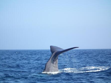 Horizon large : Découverte des dauphins et des baleines au large