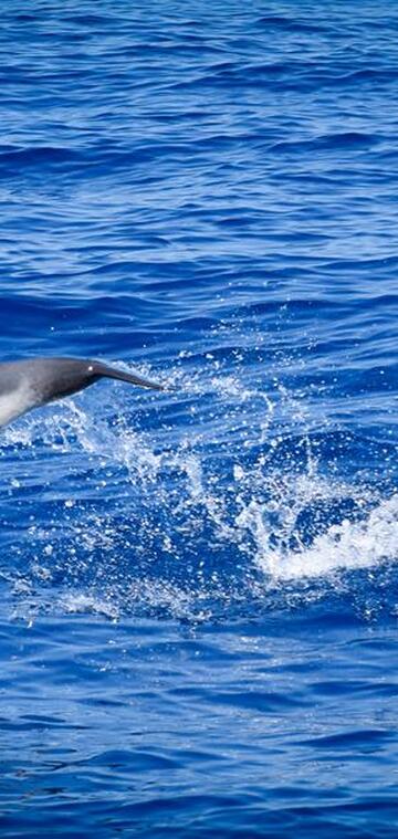© Dauphin Bleu & Blanc - CSH