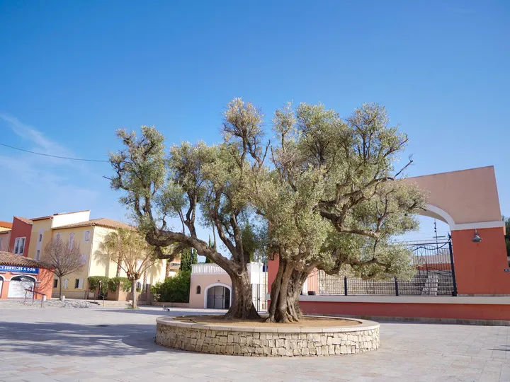 © Le Théâtre de verdure - Office de tourisme de Saint-Cyr-sur-Mer / Joan Costeja