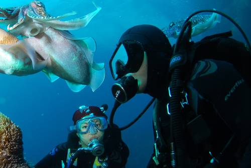 Formation  "Scuba Diver" avec Sanary Plongée