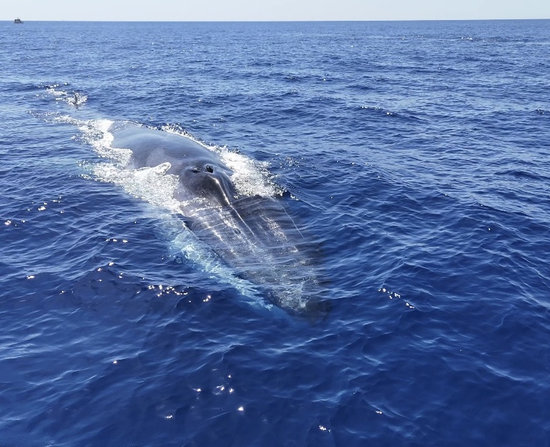 Whale Watching avec speedfishing