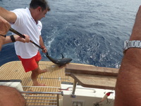 Peche sportive