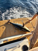 Peche sportive