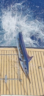Peche sportive