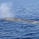 © Speedfishing - Speedfishing