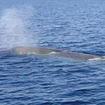 © Speedfishing - Speedfishing