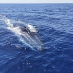 © Speedfishing - Speedfishing