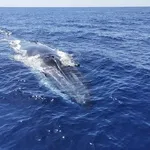 © Speedfishing - Speedfishing