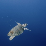© Speedfishing - Speedfishing