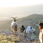 © Randonnée sur le sentier des Nerthes dans le Massif du Gros Cerveau_Sanary-sur-Mer - Ville de Sanary