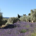 © lavandes-domaine-souviou-vins-bandol - Crédit photo domaine Souviou