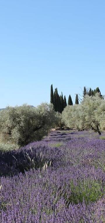 © lavandes-domaine-souviou-vins-bandol - Crédit photo domaine Souviou